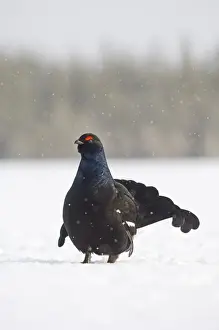 Black Grouse Tetrao tetrix male displaying at lek Finland April