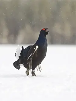 Black Grouse Tetrao tetrix male displaying at lek Finland April