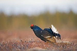 Black Grouse Tetrao tetrix male at lek Finland April