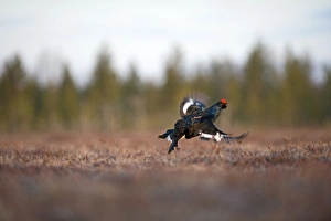 Courtship Prints: Black Grouse Tetrao tetrix male at lek Finland April