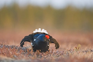 Black Grouse Tetrao tetrix male at lek Finland April
