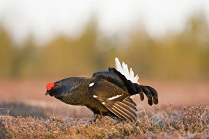 Black Grouse Tetrao tetrix male at lek Finland April