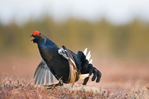 Black Grouse Tetrao tetrix male at lek Finland April