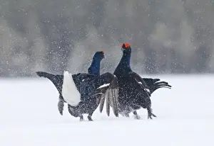Black Grouse Tetrao tetrix males fighting at lek Finland April