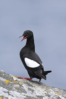 Black Guilemot Mousa Shetland summer