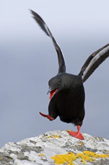 Black Guilemot Cepphus grylle in display Mousa Shetland summer Black Guilemot Cepphus grylle in display Mousa Shetland summer