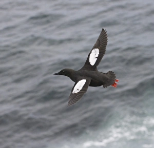 Black Guilemot Prints: Black Guilemot Mousa Shetland summer