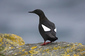 Black Guilemot Mousa Shetland summer