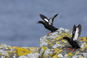 Black Guilemot Mousa Shetland summer