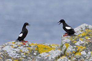 Black Guilemot Mousa Shetland summer