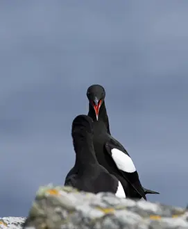 Courtship Prints: Black Guilemots Cepphus grylle in display Mousa Shetland summer
