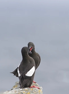 Black Guillemot Cepphus grylle pair Mousa Shetland June