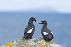 Black Guillemot Cepphus grylle pair Mousa Shetland June
