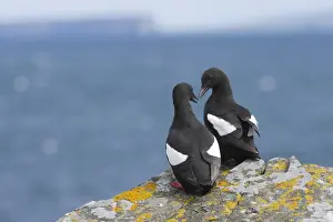 Shetland Prints: Black Guillemot Cepphus grylle pair Mousa Shetland June