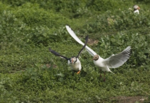 Black-headed Gull chasing Puffin with sandeels Farne Islands Northumberland Black-headed Gull chasing Puffin with sandeels Farne Islands Northumberland