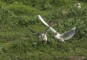 Gull Prints: Black-headed Gull chasing Puffin with sandeels Farne Islands Northumberland