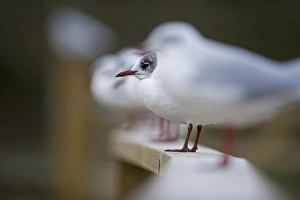 Black-headed Gull Chloricocephalus ridibundus Norfolk winter Black-headed Gull Chloricocephalus ridibundus Norfolk winter