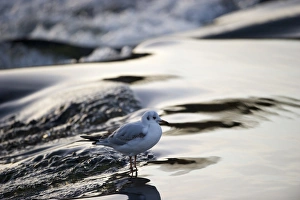 Black-headed Gull Croicocephalus ridibundus in winter Scotland Black-headed Gull Croicocephalus ridibundus in winter Scotland
