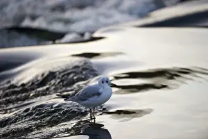 Bird Prints: Black-headed Gull Croicocephalus ridibundus in winter Scotland