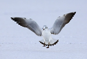 Black-headed Gull Larus ridibundus 1st winter Northumberland UK Black-headed Gull Larus ridibundus 1st winter Northumberland UK