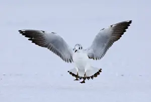 Gull Prints: Black-headed Gull Larus ridibundus 1st winter Northumberland UK
