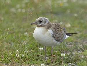 Black-headed Gull, Larus ridibundus, juvenile, Finland, July