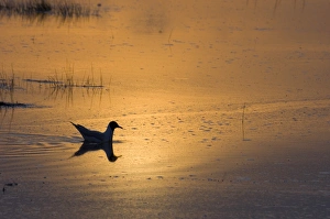 Black-headed Gull Larus ridibundus adult silhouetted at dusk on flooded saltmarsh Black-headed Gull Larus ridibundus adult silhouetted at dusk on flooded saltmarsh