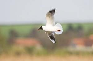 Black-headed Gull Larus ridibundus adult in breeding plumage Titchwell Norfolk April