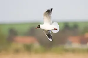 Black-headed Gull Larus ridibundus adult in breeding plumage Titchwell Norfolk April