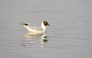 Black-headed Gull Larus ridibundus adult in breeding plumage Titchwell Norfolk April