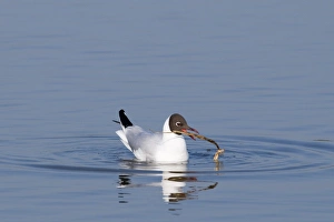 Black-headed Gull Larus ridibundus on nest on scrape at Minsmere RSPB Reserve Suffolk May
