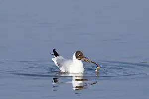 Minsmere Prints: Black-headed Gull Larus ridibundus adult with nest material on scrape at Minsmere