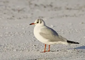 Gull Prints: Black-headed Gull Larus ridibundus adult winter Northumberland UK