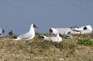 Black-headed Gull Larus ridibundus breeding colony on scrape at Minsmere RSPB Reserve Black-headed Gull Larus ridibundus breeding colony on scrape at Minsmere RSPB Reserve