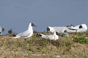 Minsmere Prints: Black-headed Gull Larus ridibundus breeding colony on scrape at Minsmere RSPB Reserve