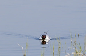Black-headed Gull Larus ridibundus calling on scrape at Minsmere RSPB Reserve Suffolk May Black-headed Gull Larus ridibundus calling on scrape at Minsmere RSPB Reserve Suffolk May