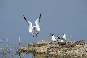 Black-headed Gull Larus ridibundus colony on Scrape at Minsmere RSPB Reserve Suffolk Black-headed Gull Larus ridibundus colony on Scrape at Minsmere RSPB Reserve Suffolk