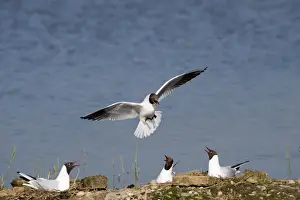 Black-headed Gull Larus ridibundus colony on Scrape at Minsmere RSPB Reserve Suffolk