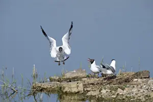 Rspb Reserve Prints: Black-headed Gull Larus ridibundus colony on Scrape at Minsmere RSPB Reserve Suffolk