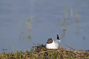 Black-headed Gull Larus ridibundus on nest on scrape at Minsmere RSPB Reserve Suffolk May