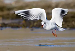 Gull Prints: Black-headed Gull Larus ridibundus in non breeding plumage winter Norfolk