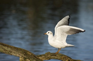 Black-headed Gull Larus ridibundus winter adult Norfolk