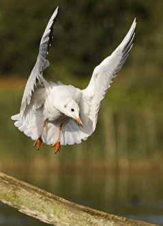 Black-headed Gull Larus ridibundus winter adult Norfolk