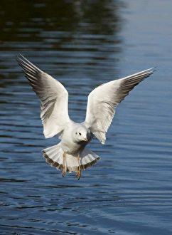 Black-headed Gull Larus ridibundus winter adult Norfolk
