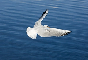Black-headed Gull Larus ridibundus Norfolk autumn