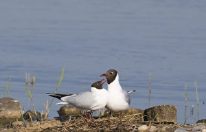Black-headed Gull Larus ridibundus on nest on scrape at Minsmere RSPB Reserve Suffolk May