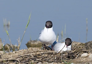 Black-headed Gull Larus ridibundus on nest on scrape at Minsmere RSPB Reserve Suffolk May