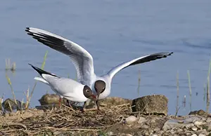 Courtship Prints: Black-headed Gull Larus ridibundus pair at nest on scrape at Minsmere RSPB Reserve