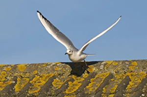 Black-headed Gull Larus ridibundus on roof Norfolk UK winter