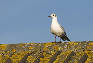 Black-headed Gull Larus ridibundus on roof Norfolk UK winter Black-headed Gull Larus ridibundus on roof Norfolk UK winter